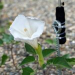 青洲の里「春林軒」でマンダラゲの白い花咲く／和歌山・紀の川市