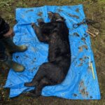 男性にケガを負わせたツキノワグマか、わなにかかり殺処分／和歌山・有田川町